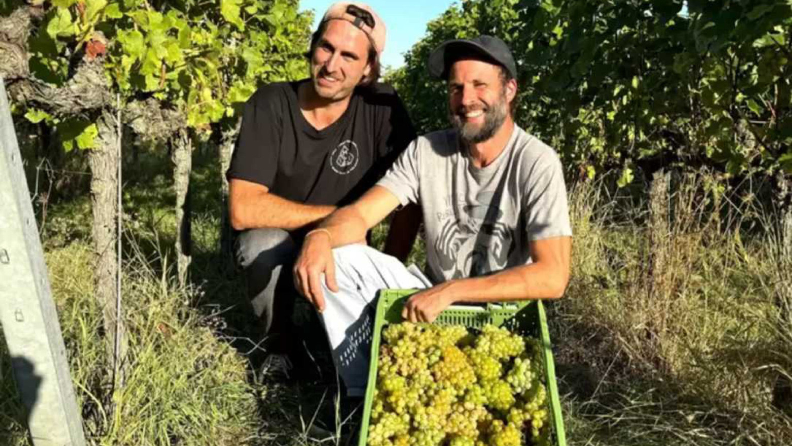 IMIWineryWinzer v2